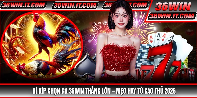 Bí Kíp Chọn Gà 36WIN Thắng Lớn – Mẹo Hay Từ Cao Thủ 2026
