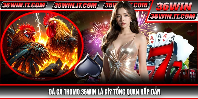 Đá Gà Thomo 36WIN Là Gì? Tổng Quan Hấp Dẫn