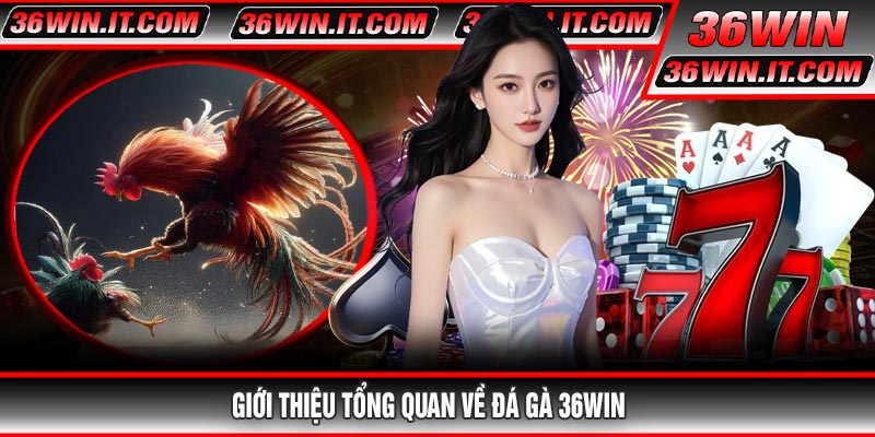 Giới thiệu tổng quan về Đá Gà 36WIN