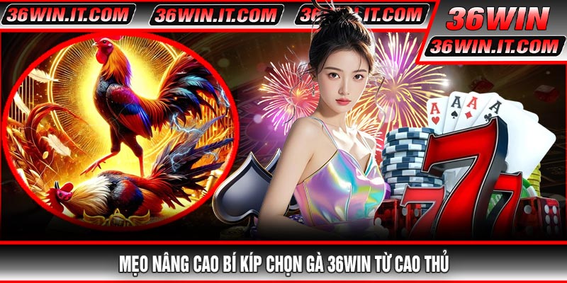 Mẹo Nâng Cao Bí Kíp Chọn Gà 36WIN Từ Cao Thủ
